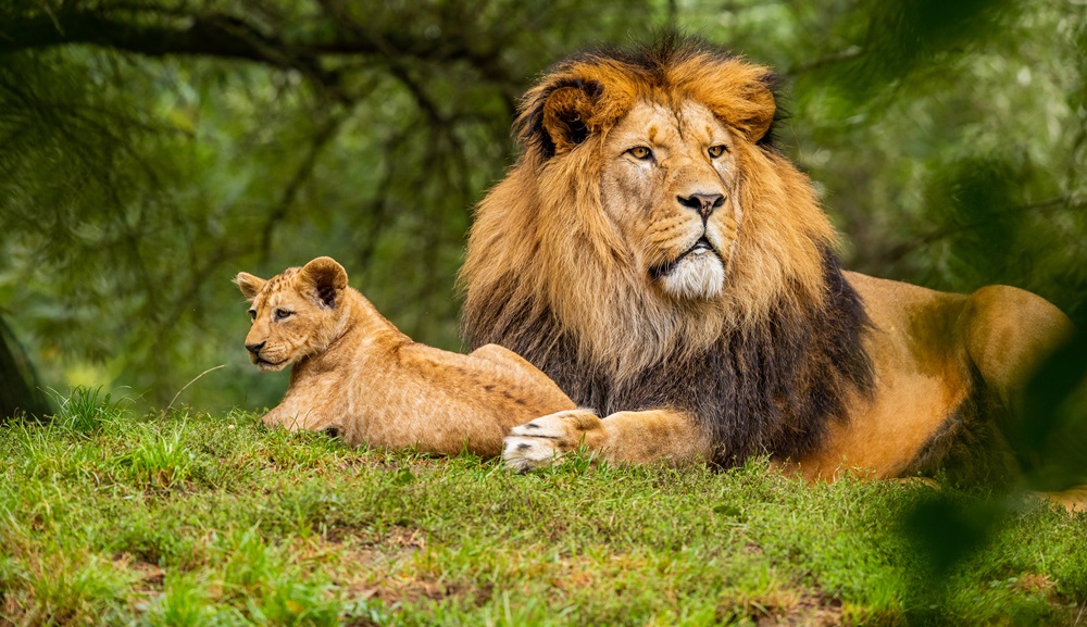 Wildlife and Environmental Conservation Plan Consultant, Bangalore, Karnataka